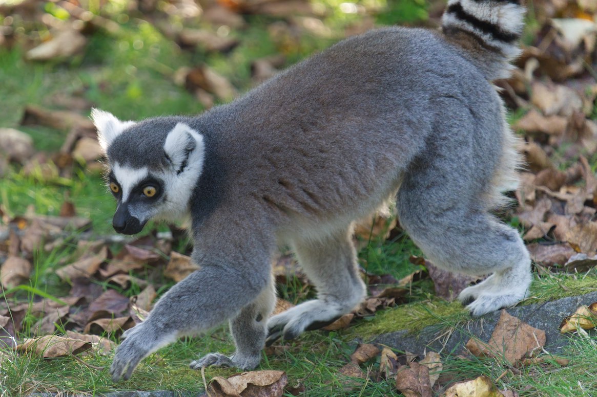 Lemur 0929